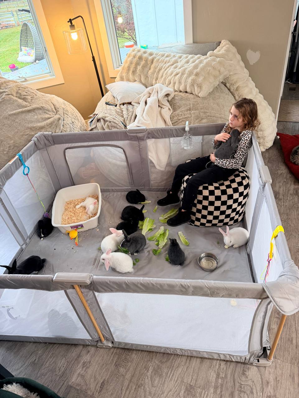 A child sitting in the playpen with a litter of black and white bunnies eating lettuce